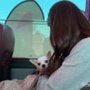 예하지 마을 | 펫츠고 강아지동반 경기근교 주말 공주여행