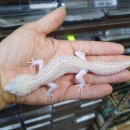 인터렙타일 이미지