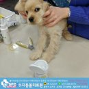 수지동물의료원 이미지