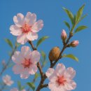 아몬드(Almond)