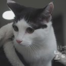 이호동물병원 이미지