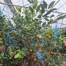 해품은농장 | 제주도 둘째날_ 해품은체험농장-드르쿰다-유채꽃재배단지