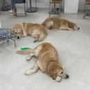 뭉스벨리 | 왕커서 왕귀여운 리트리버카페 뭉스벨리