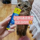 마더스캣 | 고양이츄르추천, 우리집 냥이 최애 간식 미오 크리미