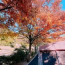 장좌리캠핑장 이미지