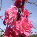 꽃이랑개랑 이미지