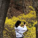 봄 산책ㅡ개나리/앵두/목련 외 - by 모모수계 이미지