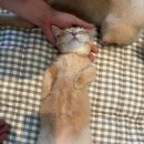 쪼꼬미펫 이미지