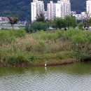 을숙도 생태공원 이미지