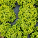 솔마1로 이미지