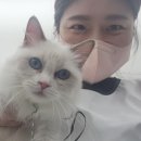 캣츠문(고양이 미용, 호텔) 이미지