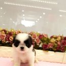 강남펫스타일 이미지