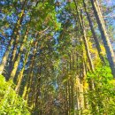 비밀의숲 | 제주 동쪽 가볼만한곳 안돌오름 비밀의숲 겨울 방문후기