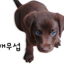 부산애견대학 이미지