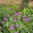 루나리아(lunaria)