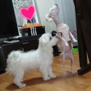 삐삐애견샵 이미지