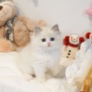 렉돌 냥이 이미지
