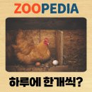 닭 - 33575 | 닭