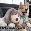 글로벌진돗개 이미지