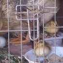 배영농장 이미지