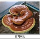 환절기에 약용버섯차로 면역 증진 이미지