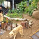 인제 들꽃펜션 이미지