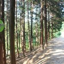 편백숲황토팬션 이미지