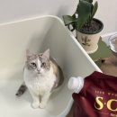 에스클래스 | 다묘 가정 추천 모래! 에스클래스 브라운 벤토나이트 솔직후기