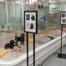 애견백화점 이미지