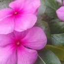 매일 꽃 이미지