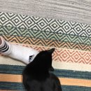 바나바스 | 봄베이고양이 캐터리에서 봄베이고양이 분양후기