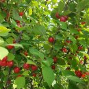 남진만농장 이미지