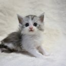 고양이분양 제나캣 화명점 이미지