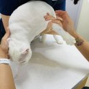 노아동물병원 | 인천 노아동물병원 고양이 검진 후기