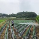 선녀농장 이미지