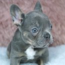 신짱켄넬 이미지