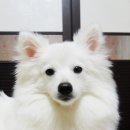 뽕자 이미지