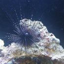 홈플러스 동수원점 수족관 이미지