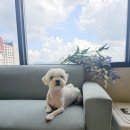 독구 | 광주 남구 애견미용 추천 독구 말티즈 후기