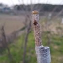 봄이네 농장 이미지