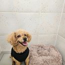 엉클독 애견유치원 이미지