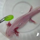 동물병원 All Pets 이미지