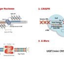 ■ 유전 질환 치료, 초소형 유전자 가위 개발 이미지