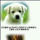 개와 고양이 차이 이미지