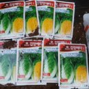 물좋은 이천의 김장 절임 항암 배추 한정 판매 이미지