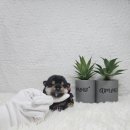 왕초켄넬 이미지