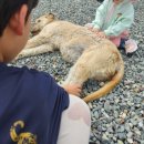 비에이치씨 (BHC)치킨 주안점 | [경남캠핑장/밀양]부산에서 1시간, "밀양얼음골캠핑장"편백향 가득 캠핑포드