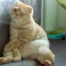 더레오 이미지