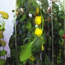 진도특산물 이미지