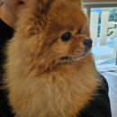 우루사PC | 8살 강아지 건강검진 기록(검사 종류/결과/비용) - 24시 분당 리더스 병원 :: 전립선 비대, 비장종괴 발견